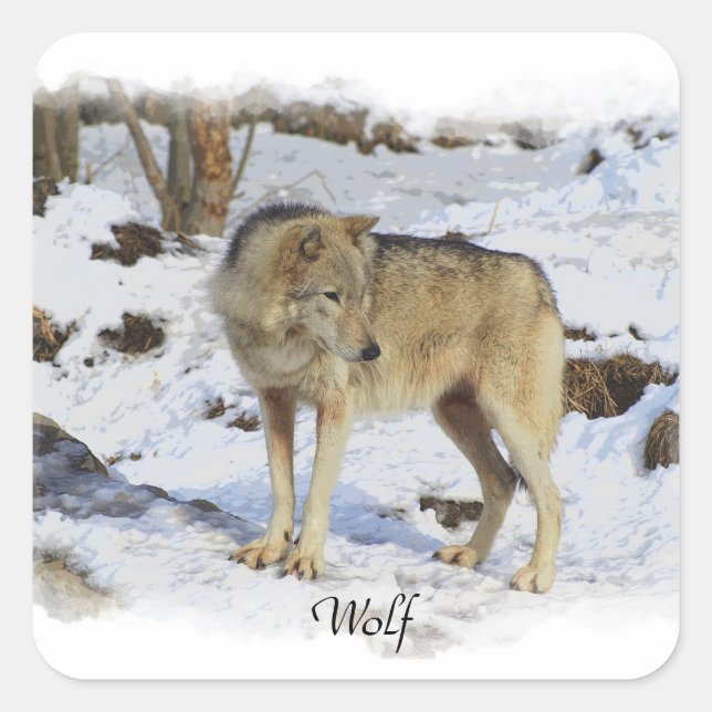 Wolf & Snow Wolf-Lover Wild Animal Alpha Male Quadratischer Aufkleber (Vorderseite)