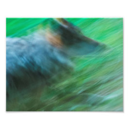Wolf Speed 10" x 8", Kodak Pro Foto Paper (Satin)