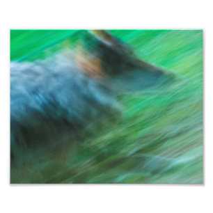 Wolf Speed 10" x 8", papier photo Kodak Pro (Satin