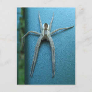 Wolf Spider 165 ~ carte postale