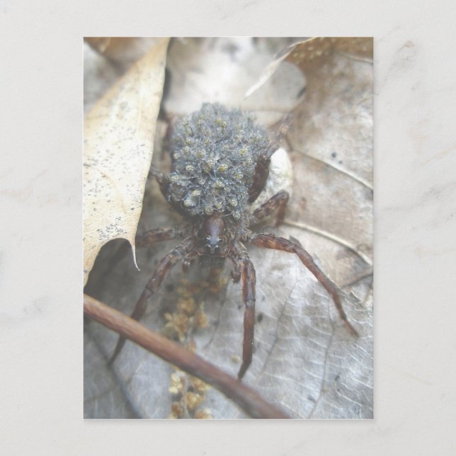 Wolf Spider Babies Ei Case Postkarte (Vorderseite)