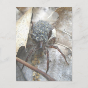 Wolf Spider Baby Coque d'oeufs Carte postale