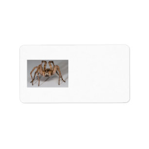 Wolf-Spinne Adressaufkleber