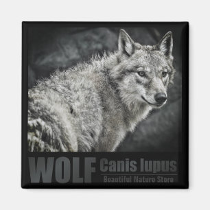 WOLF: Square Magnet