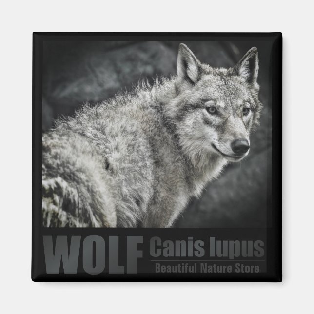 WOLF: Square Magnet (Vorne)