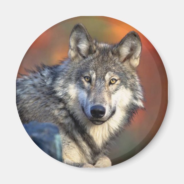 Wolf Staring Magnet (Vorne)