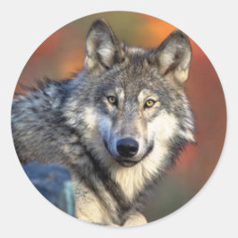 Wolf Staring Sticker