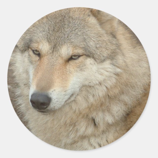 Wolf Sticker (Vorderseite)
