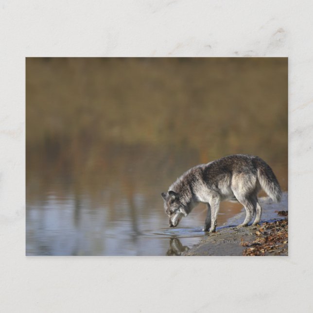 Wolf trinkt Wasser aus einem Teich Postkarte (Vorderseite)