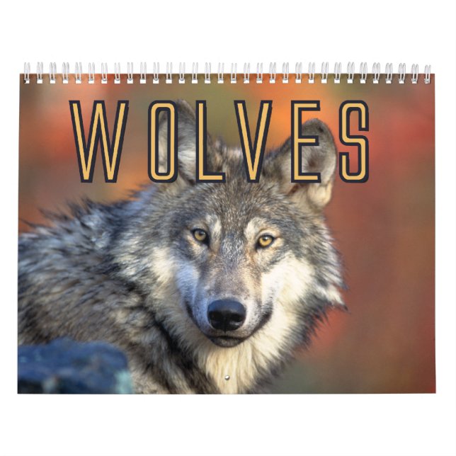 Wolf-Wandkalender Kalender (Titelbild)