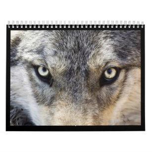 Wolf-Wandkalender Kalender