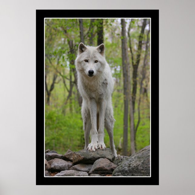 Wolf Watch Poster (Vorne)