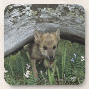 Wolf-Welpe, der unter Klotz geht Getränkeuntersetzer