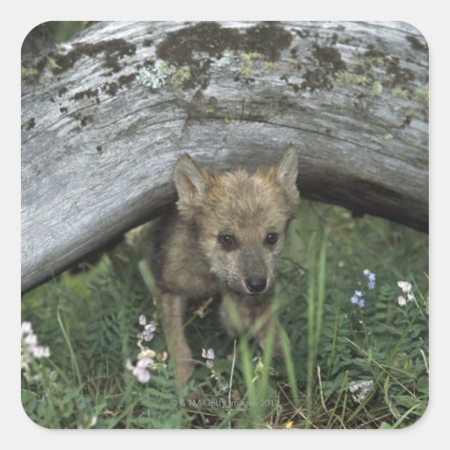 Wolf Welpe geht unter Protokoll Quadratischer Aufkleber (Vorderseite)