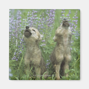 Wolf-Welpen, die in der Wiese heulen Magnet