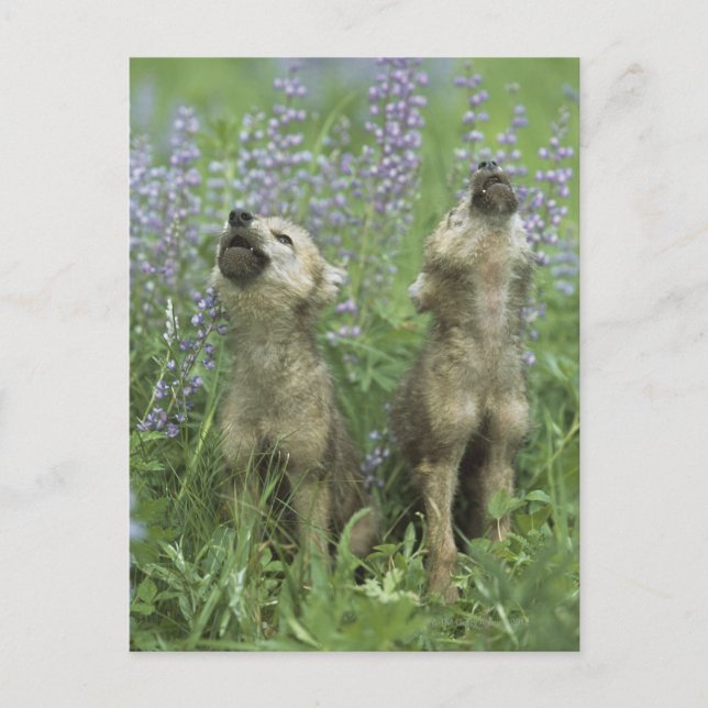 Wolf Welpen heulen auf Wiese Postkarte (Vorderseite)