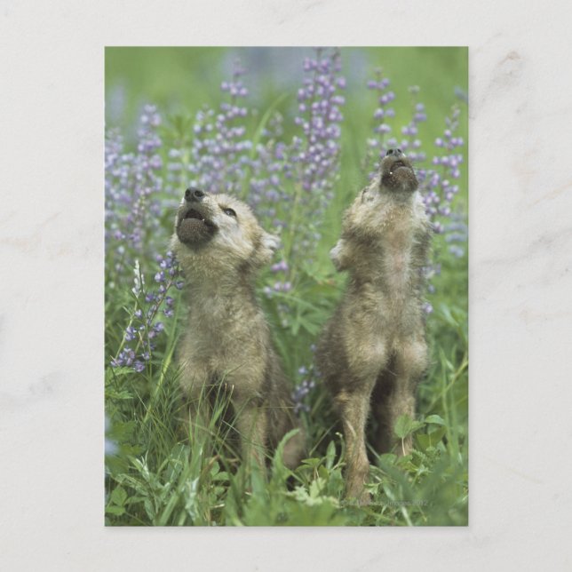 Wolf Welpen heulen auf Wiese Postkarte (Vorderseite)