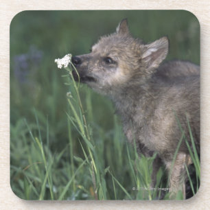 Wolf-Welpen-SchnüffelngebirgsWildblume Getränkeuntersetzer