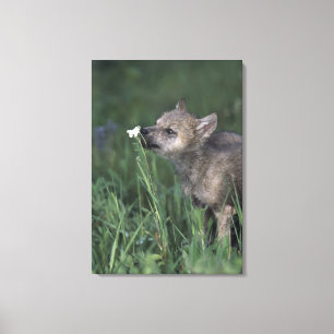 Wolf-Welpen-SchnüffelngebirgsWildblume Leinwanddruck