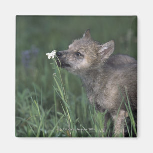 Wolf-Welpen-SchnüffelngebirgsWildblume Magnet