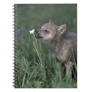 Wolf-Welpen-SchnüffelngebirgsWildblume Notizblock