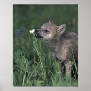 Wolf-Welpen-SchnüffelngebirgsWildblume Poster