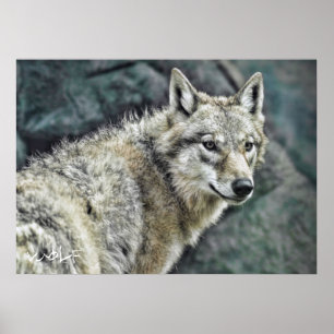Wolf: Werteposter-Papier Poster