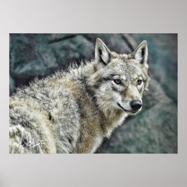 Wolf: Werteposter-Papier Poster (Vorne)