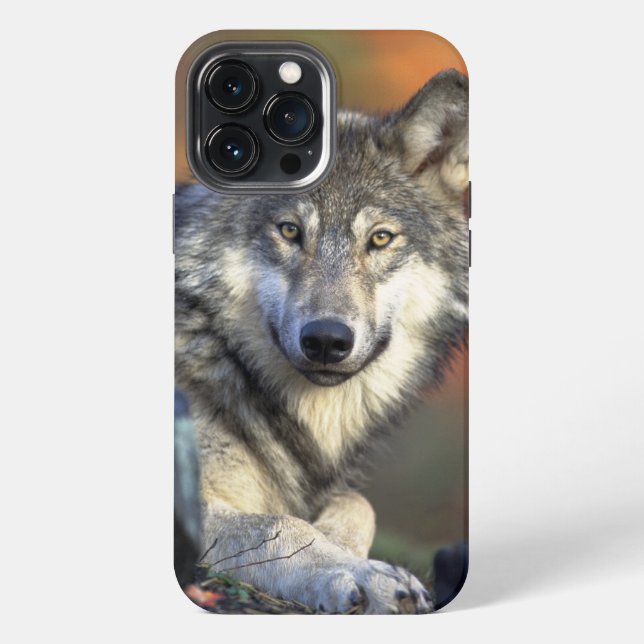 Wolf Wisdom iPhone / iPad Gehäuse 13 Pro Max Hülle (Rückseite)