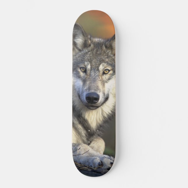 Wolf Wisdom Skateboard (Vorderseite)