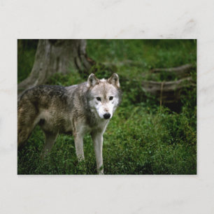 Wolf, Wolf Postkarte