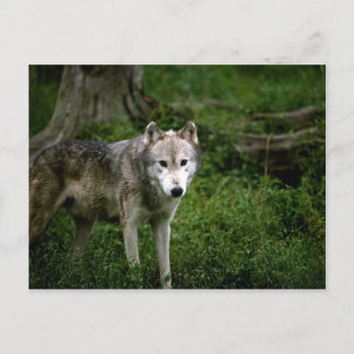 Wolf, Wolf Postkarte
