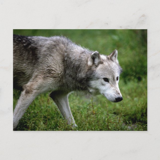 Wolf, Wolf Postkarte (Vorderseite)