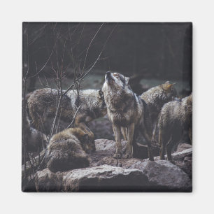 Wolf-Wolf-Wolf Magnet