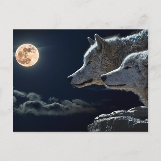 Wolf Wolves Howling am Vollmond nachts Postkarte (Vorderseite)