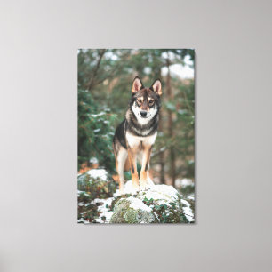 Wolfdog Leinwanddruck