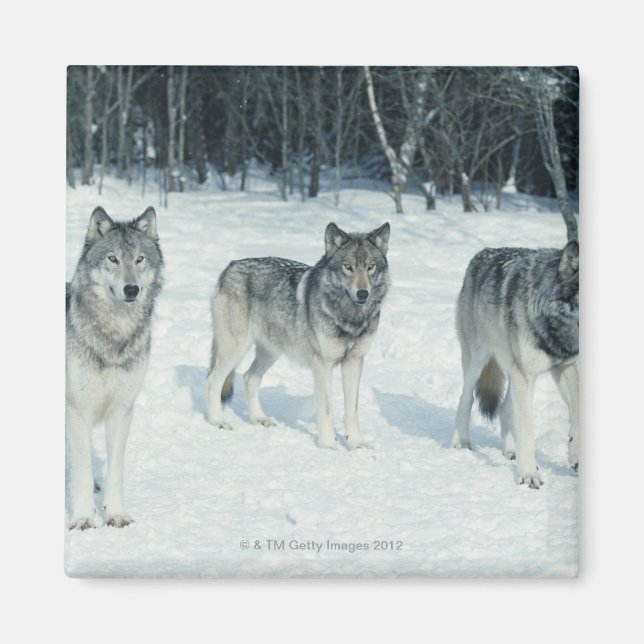 Wölfe am Rande des schneebedeckten Waldes Magnet (Vorne)