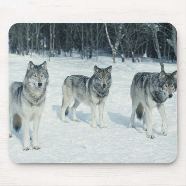Wölfe am Rande des schneebedeckten Waldes Mousepad (Vorne)