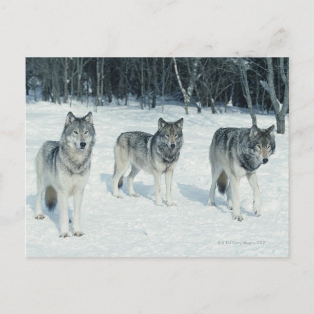 Wölfe am Rande des schneebedeckten Waldes Postkarte (Vorderseite)