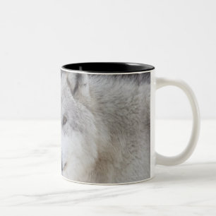 Wölfe (Canus Lupus) von WestYellowstone. Dieses Zweifarbige Tasse