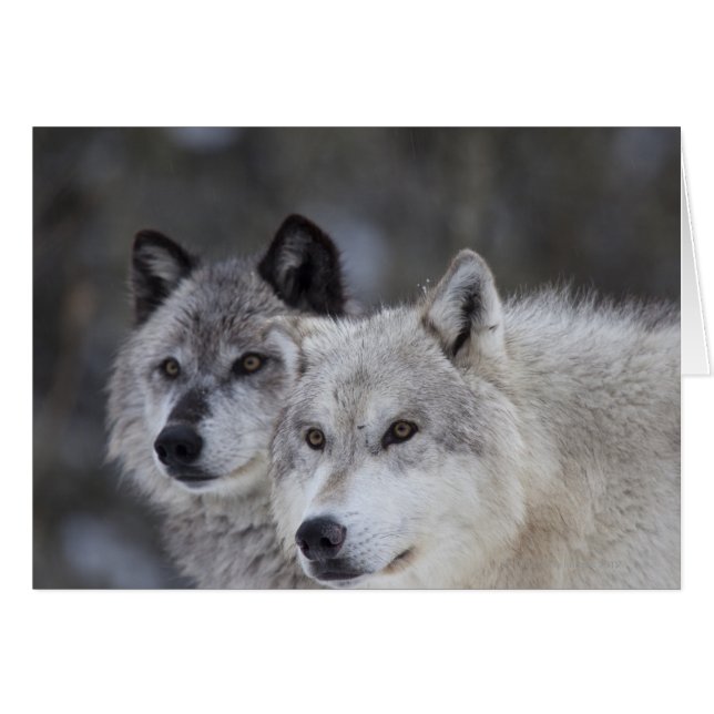 Wölfe (Canus lupus) | West Yellowstone (Vorderseite (Horizontal))