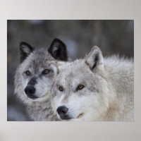 Wölfe (Canus lupus) | West Yellowstone
