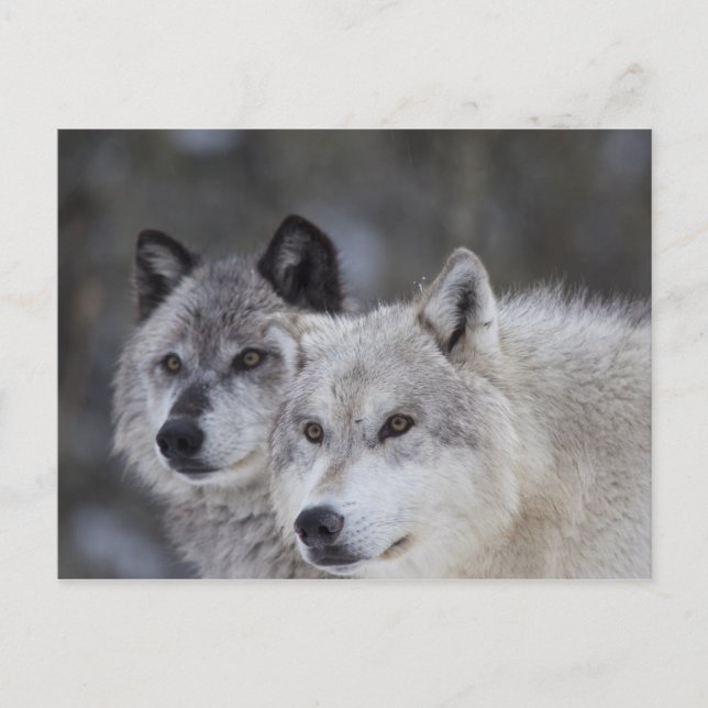 Wölfe (Canus lupus) | West Yellowstone Postkarte (Vorderseite)