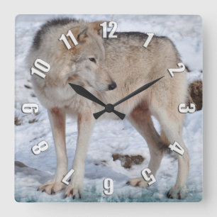 Wölfe der Weißen Arktis und Schnee Wildlife Art Cl Quadratische Wanduhr