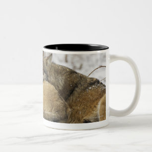Wölfe im Bawarian Holz Zweifarbige Tasse