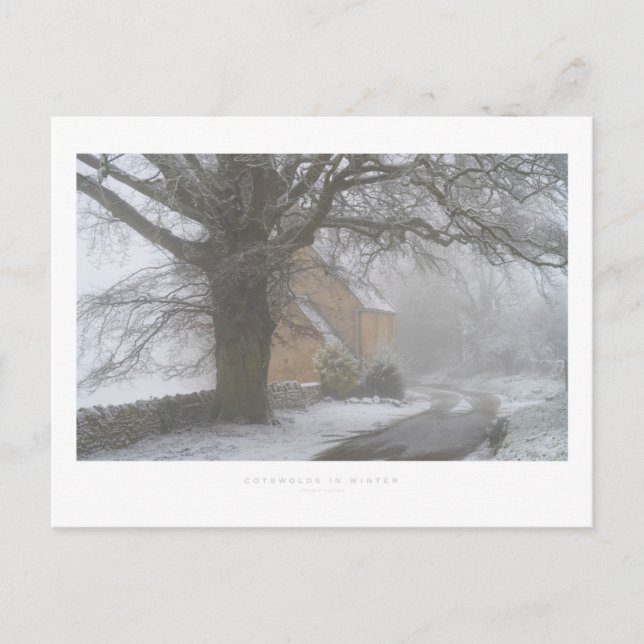 Wölfe im Winter Postkarte (Vorderseite)