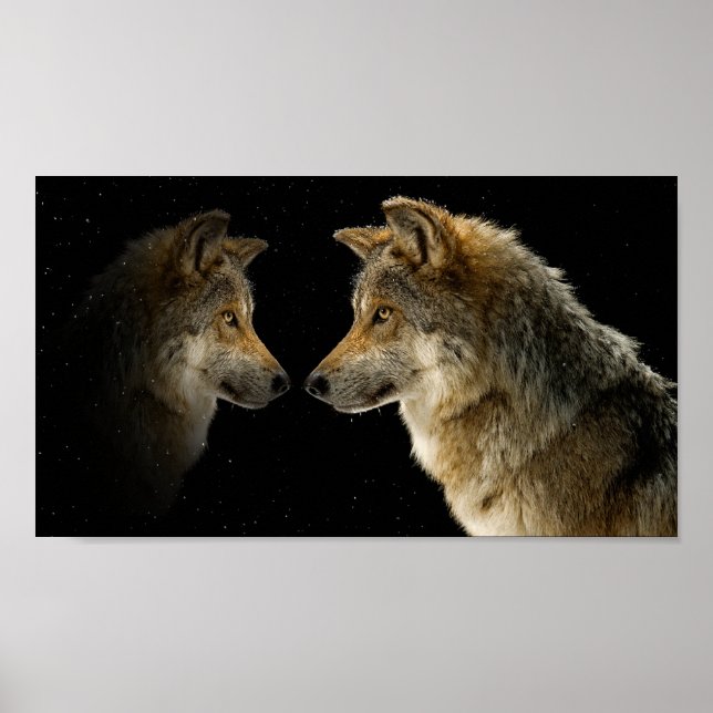 Wölfe Poster (Vorne)