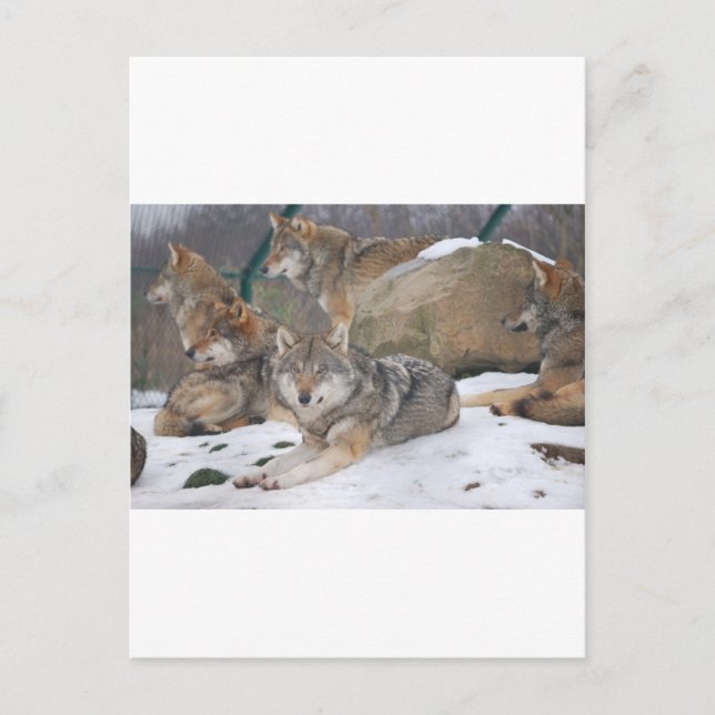 Wölfe Postkarte (Vorderseite)