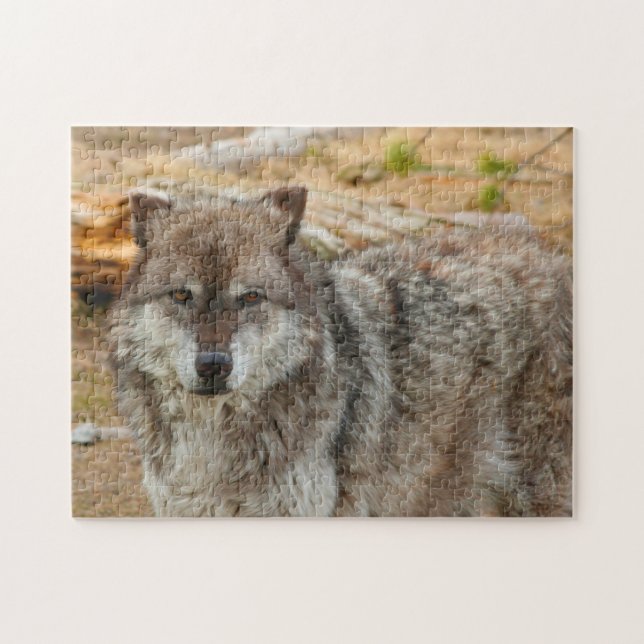 Wölfe von Yellowstone. (Horizontal)