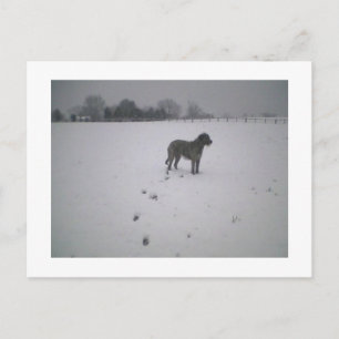 Wolfhund im Schnee Postkarte